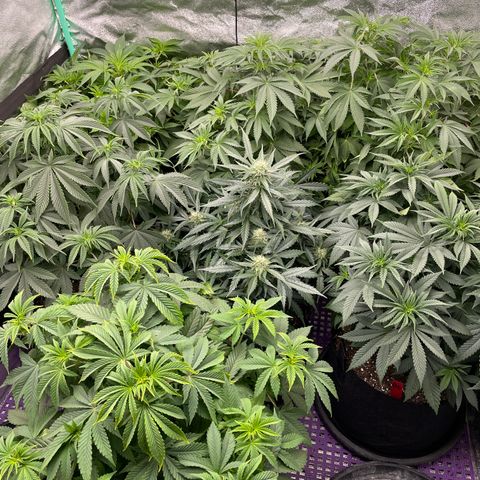 Platinum OG 5-5 growlog timeline photo