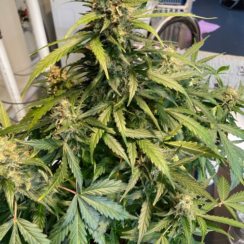 Platinum OG 5-5 growlog timeline photo