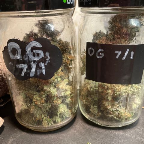 Platinum OG 5-5 growlog timeline photo