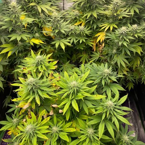 Do Si Dos 3-3 8/21 growlog timeline photo