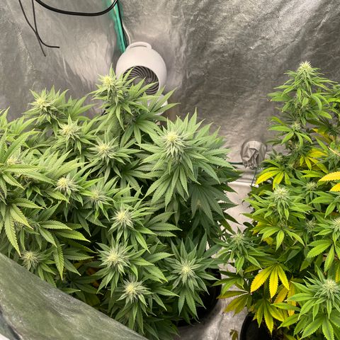 Do Si Dos 3-3 8/21 growlog photo:  Budgrower