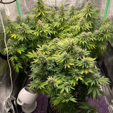 Do Si Dos 3-3 8/21 growlog timeline photo