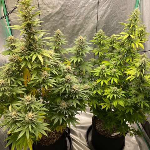 Platinum OG 5-5 growlog timeline photo