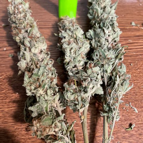 Do Si Dos 3-3 8/21 growlog timeline photo