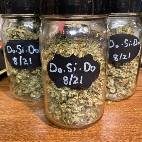 Do Si Dos 3-3 8/21 growlog timeline photo