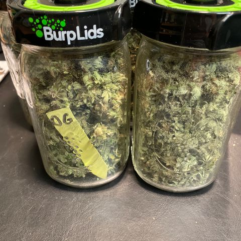 Platinum OG 5-5 growlog timeline photo