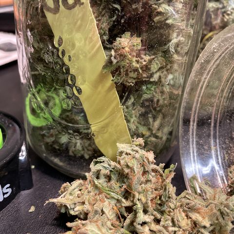 Platinum OG 5-5 growlog timeline photo