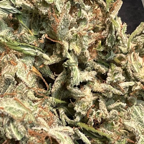Platinum OG 5-5 growlog timeline photo