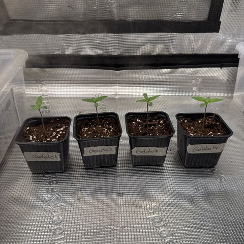 Gelato Strain growlog timeline photo