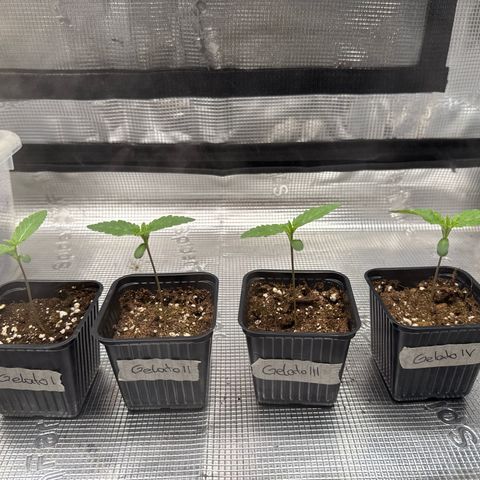 Gelato Strain growlog timeline photo