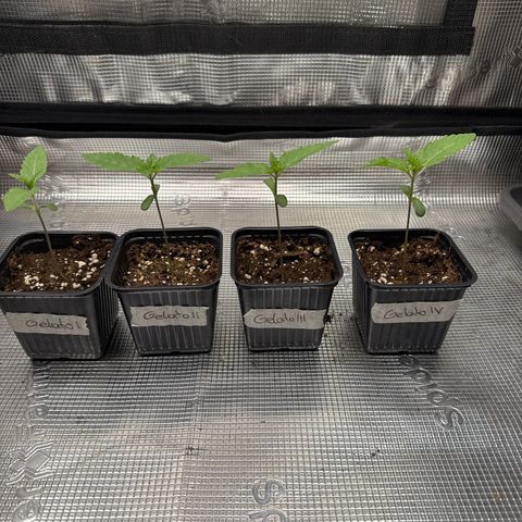 Gelato Strain growlog timeline photo