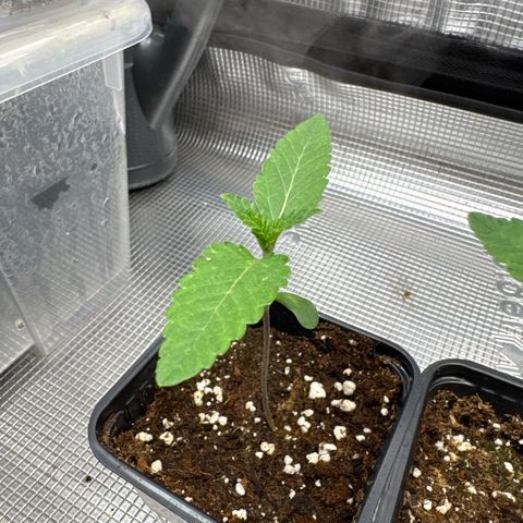Gelato Strain growlog timeline photo