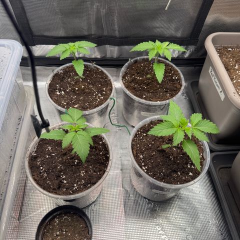 Gelato Strain growlog timeline photo