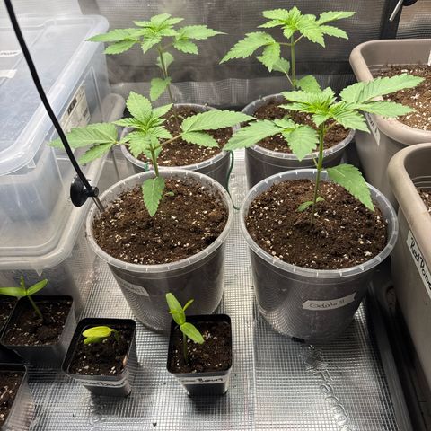 Gelato Strain growlog photo: Umtopfen super verlaufen 