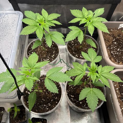 Gelato Strain growlog timeline photo
