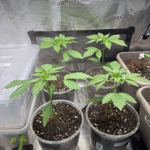 Gelato Strain growlog timeline photo