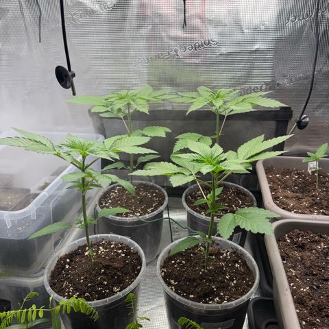 Gelato Strain growlog timeline photo
