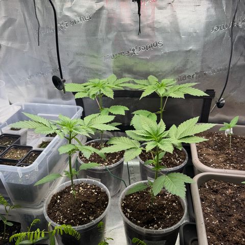 Gelato Strain growlog timeline photo