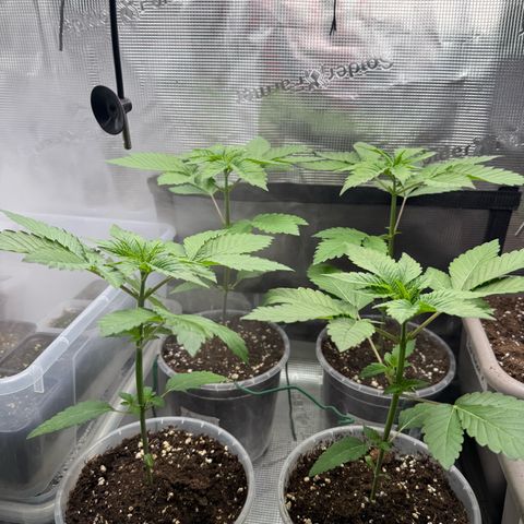 Gelato Strain growlog timeline photo