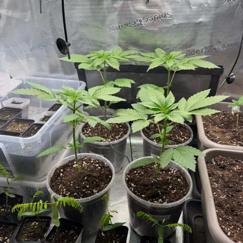 Gelato Strain growlog timeline photo