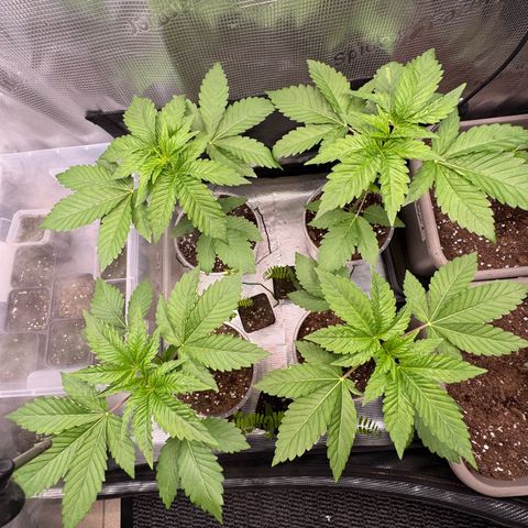 Gelato Strain growlog timeline photo