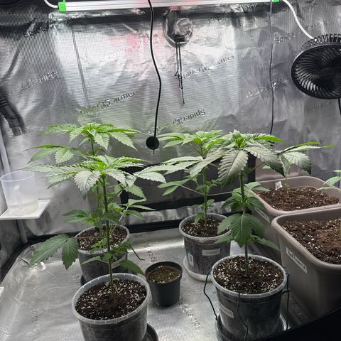 Gelato Strain growlog timeline photo