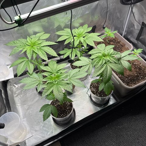 Gelato Strain growlog timeline photo