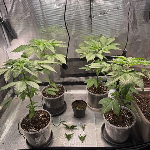 Gelato Strain growlog timeline photo