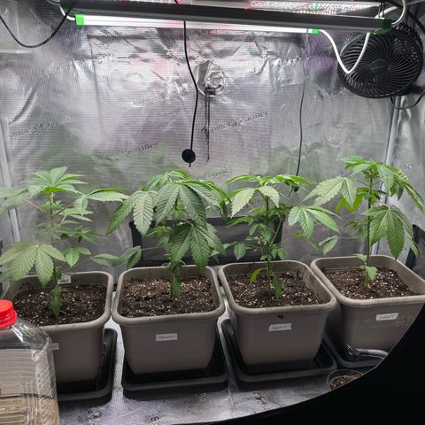 Gelato Strain growlog timeline photo