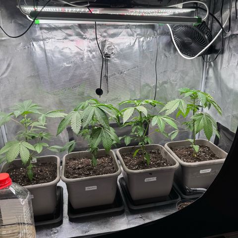 Gelato Strain growlog timeline photo