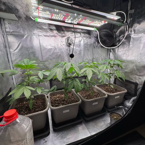 Gelato Strain growlog photo: Pflanzen haben umtopfen super vertragen 