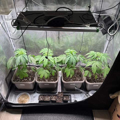 Gelato Strain growlog photo: Alle Pflanzen mit 1 L gegossen . 5ml GP -5L