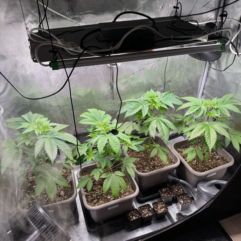 Gelato Strain growlog photo: Pflanzen stehen wieder super 😌