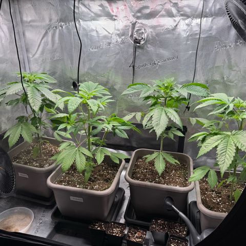 Gelato Strain growlog photo: Pflanzen stehen wieder super 😌