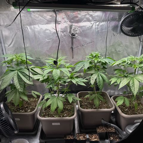 Gelato Strain growlog timeline photo
