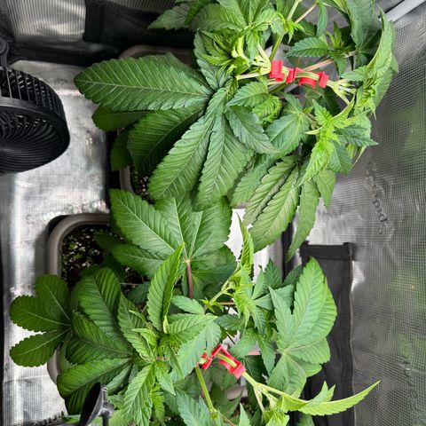 Gelato Strain growlog timeline photo