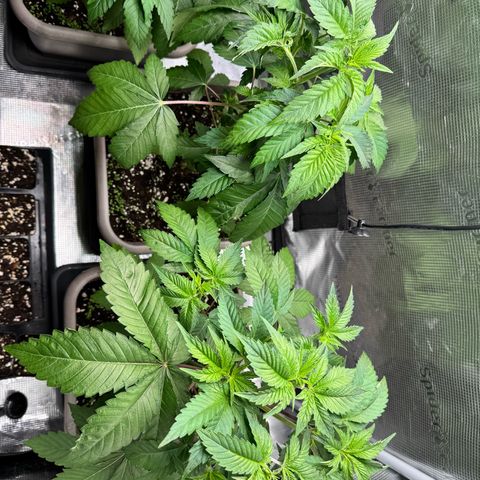 Gelato Strain growlog timeline photo
