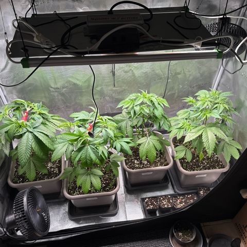 Gelato Strain growlog timeline photo