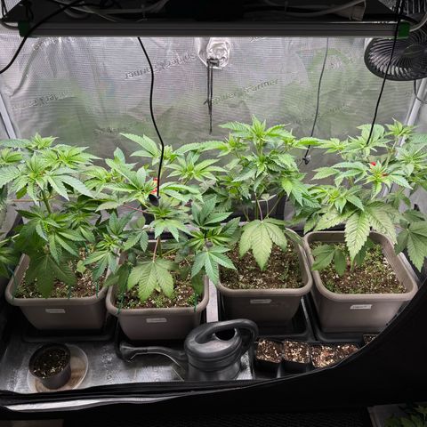 Gelato Strain growlog timeline photo
