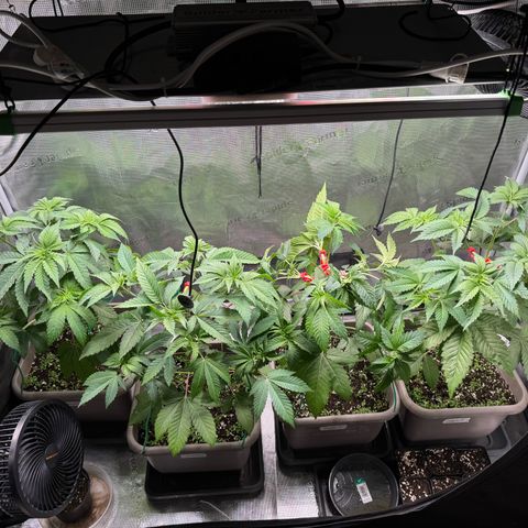 Gelato Strain growlog timeline photo