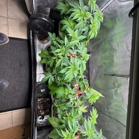 Gelato Strain growlog timeline photo