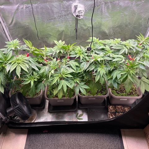 Gelato Strain growlog timeline photo