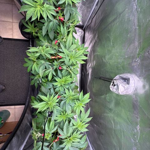 Gelato Strain growlog timeline photo