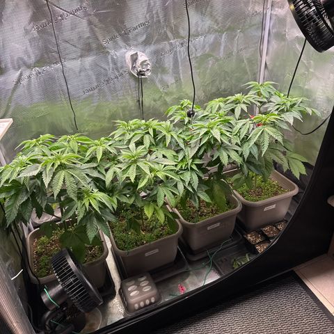 Gelato Strain growlog timeline photo
