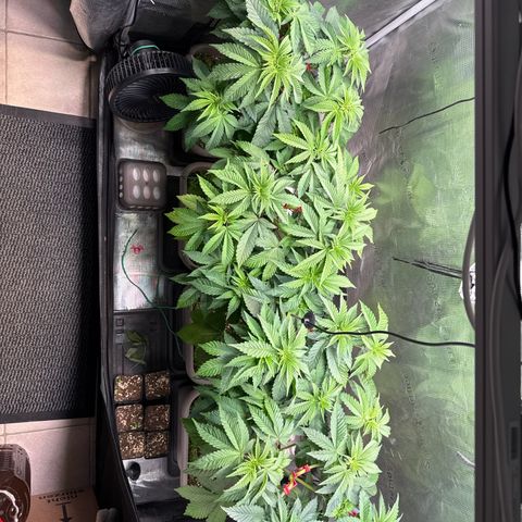Gelato Strain growlog timeline photo