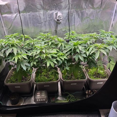 Gelato Strain growlog timeline photo