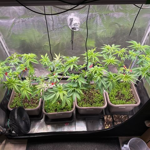 Gelato Strain growlog timeline photo