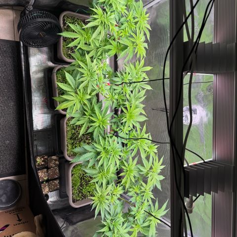 Gelato Strain growlog timeline photo