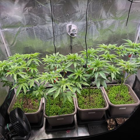Gelato Strain growlog timeline photo
