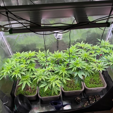 Gelato Strain growlog timeline photo